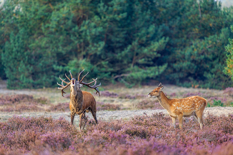 hert natuurgids veluwe 2